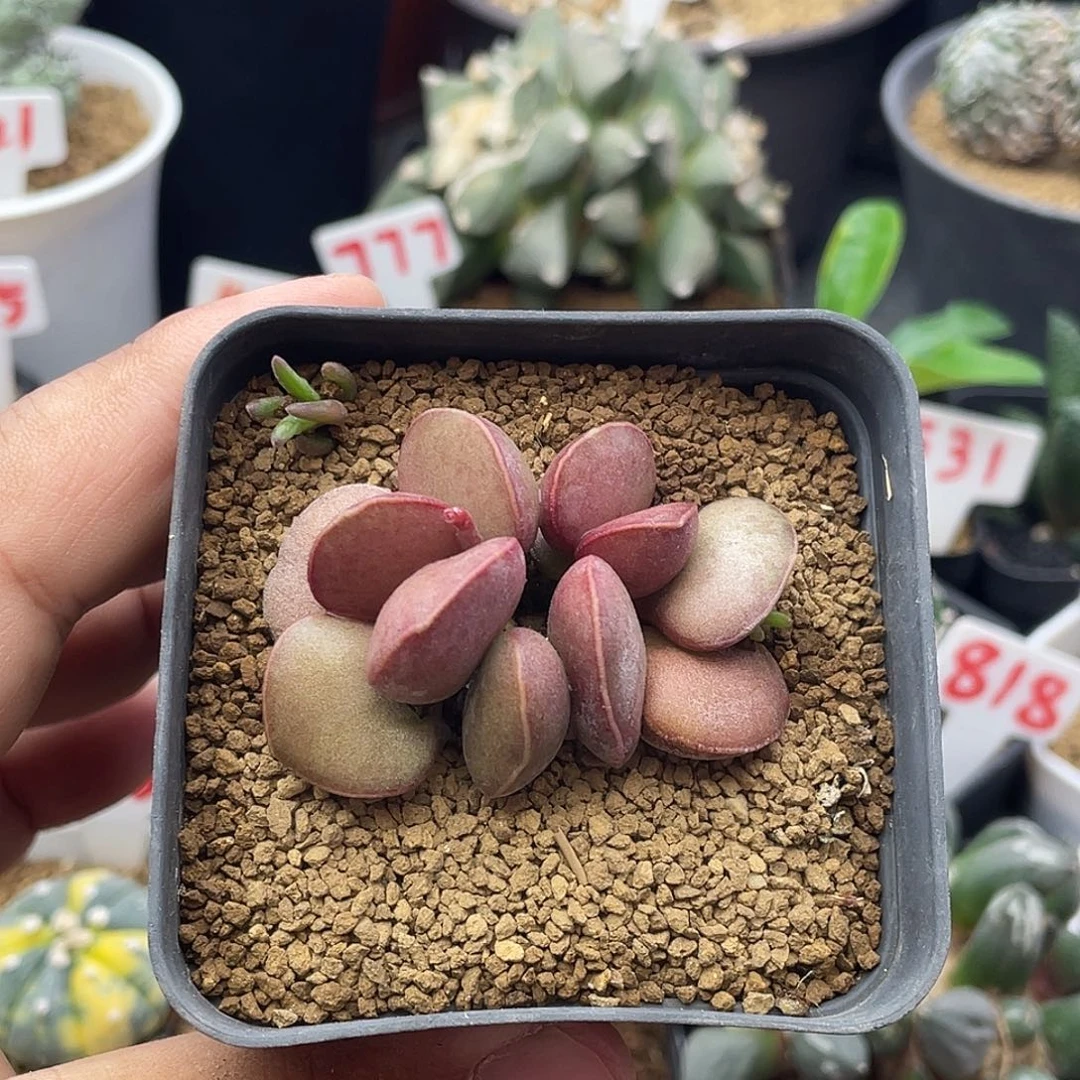 无花朵实生红蛋水泡 致远多肉