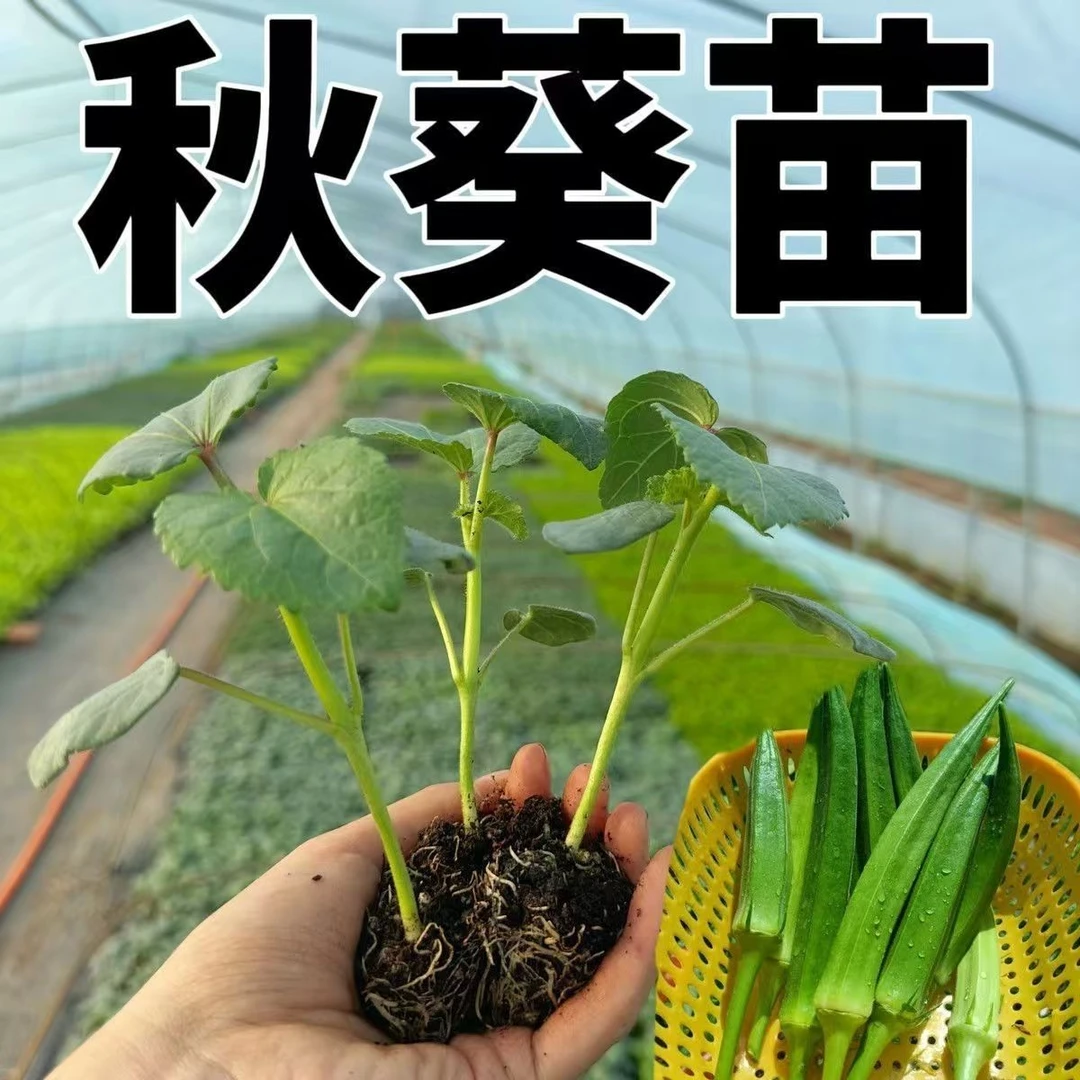 【带土直发】四季超嫩水果秋葵秧苗更耐老黄红绿水果秋葵秧苗春秋菜