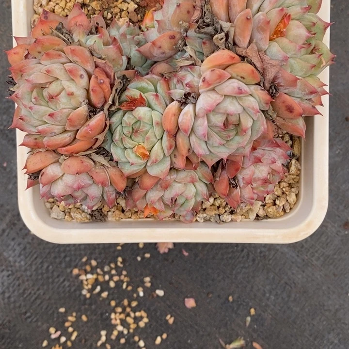 不****调精品多肉植物3368