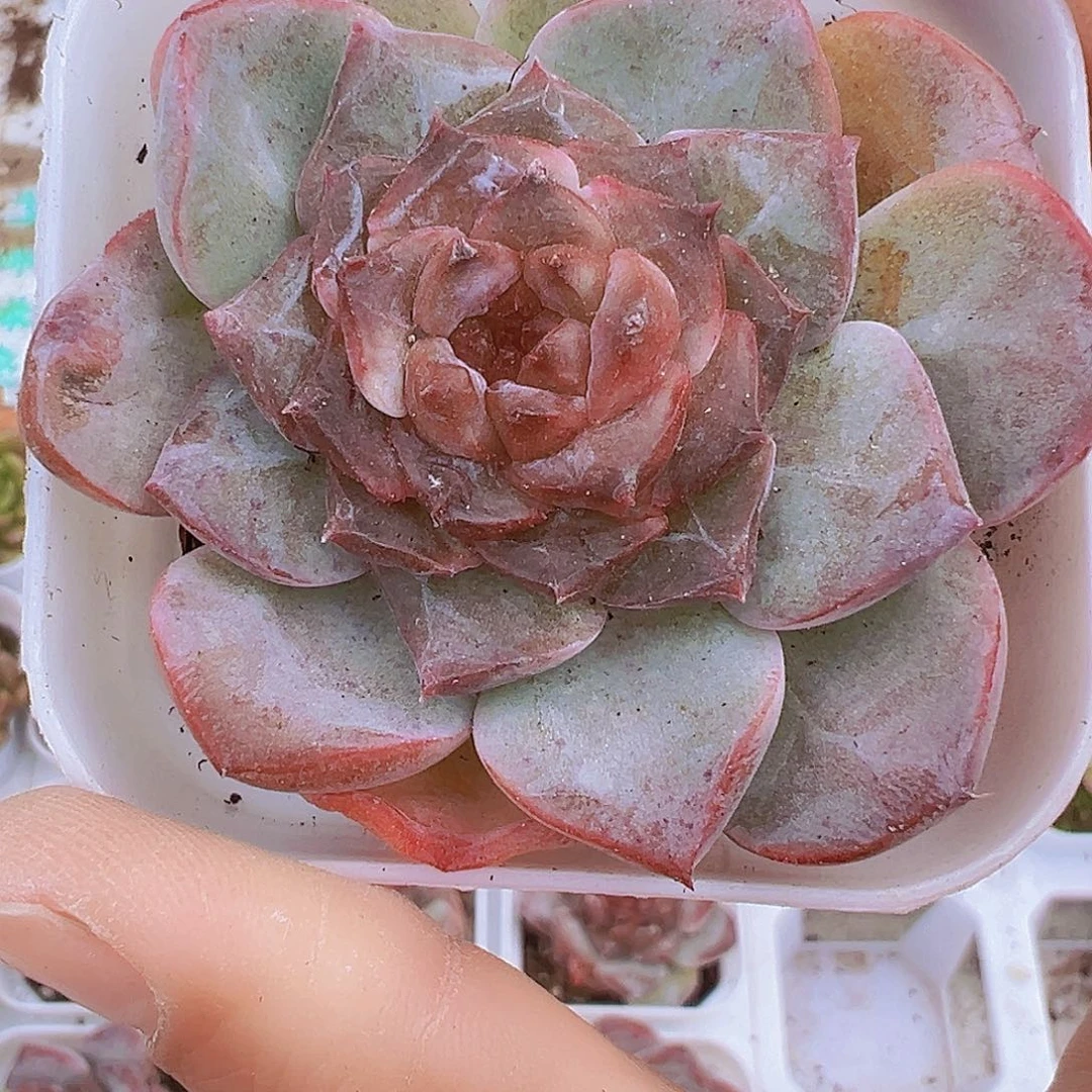 子墨冰魄19包邮多肉植物