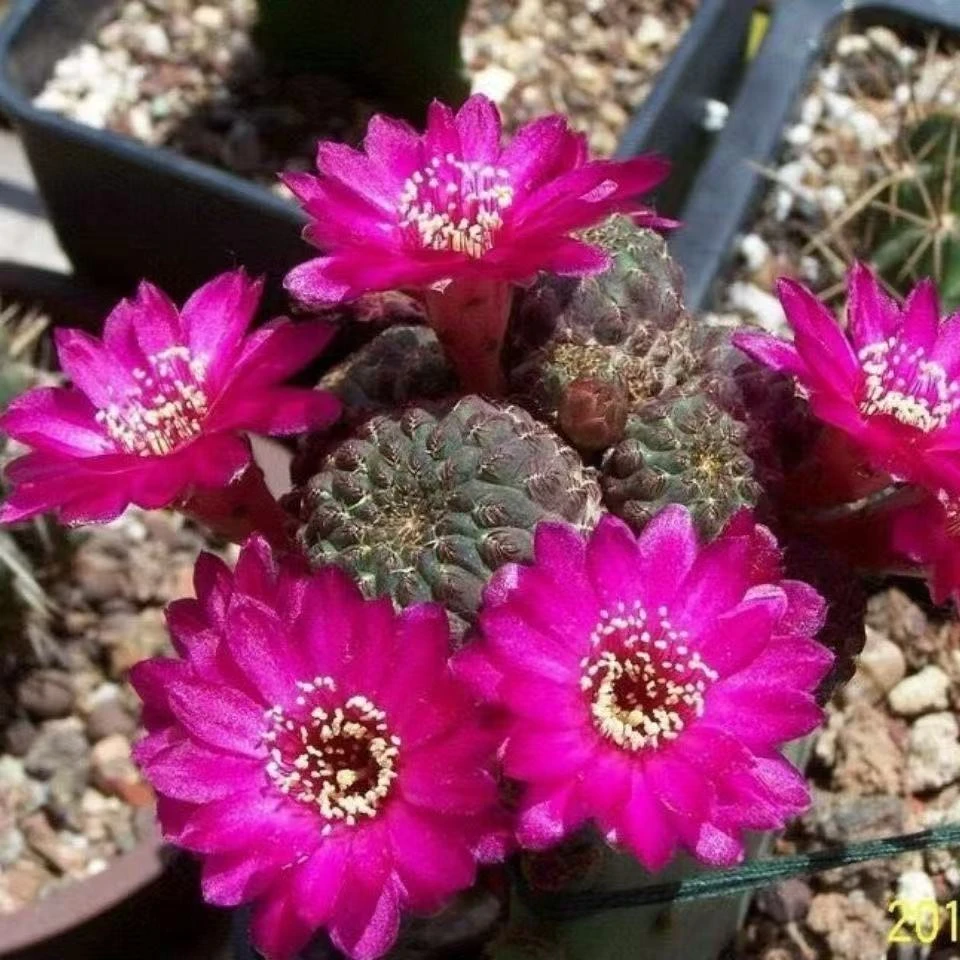 满十八元包邮【多头紫丽丸仙人球】