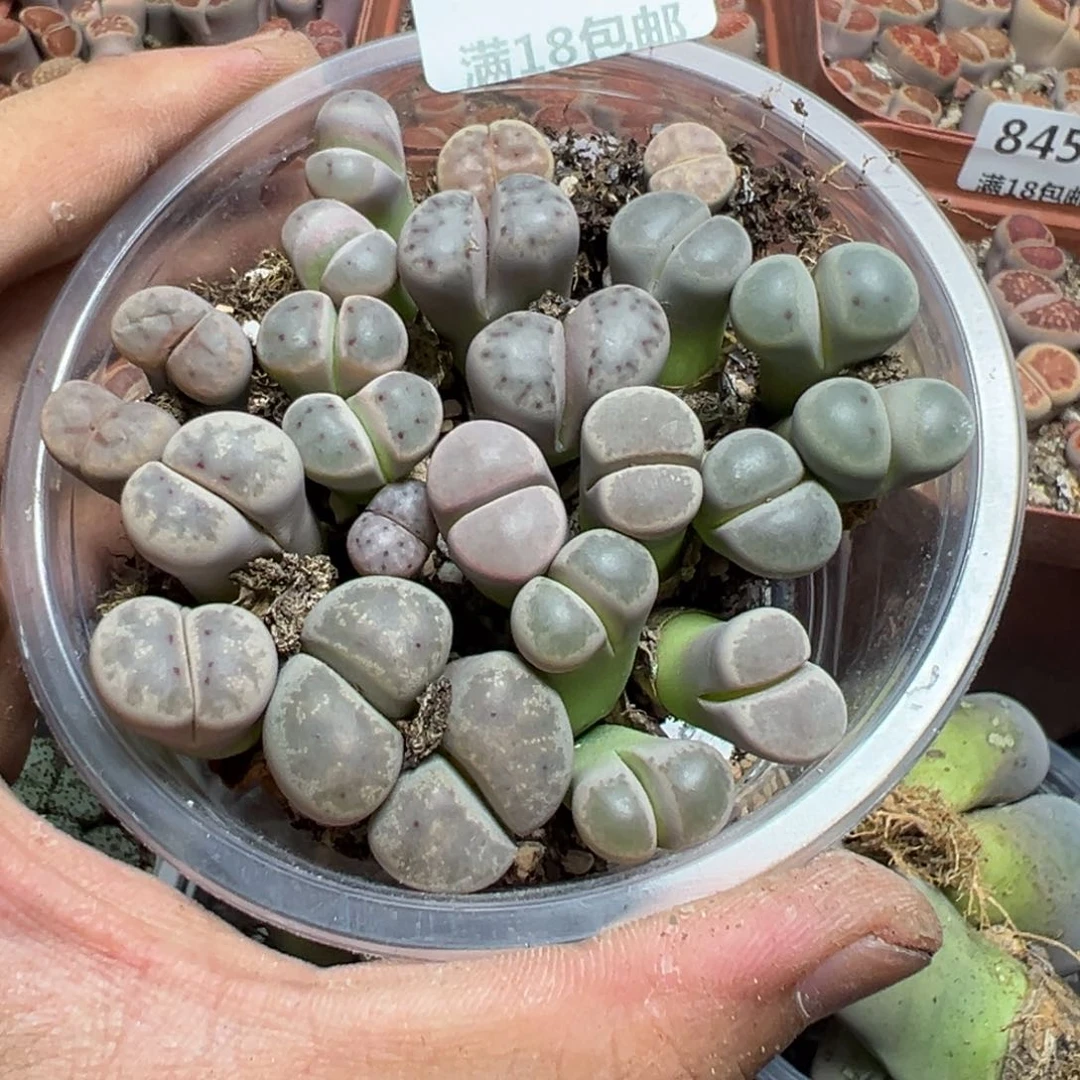 【闪购商品】 849。     长腿