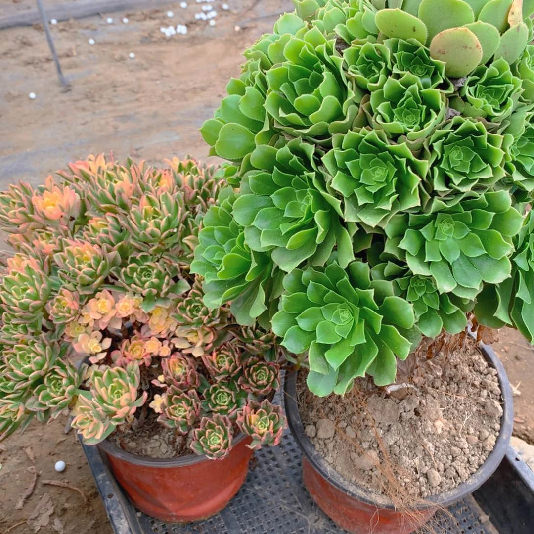 绿羊绒加甜茶老桩组合