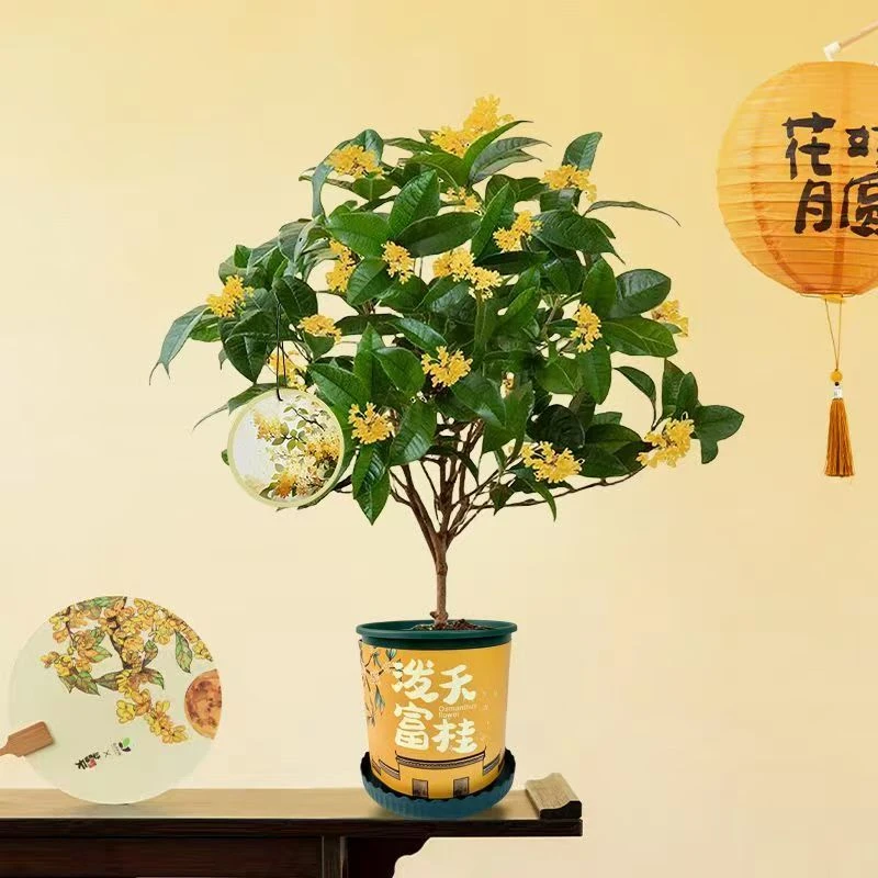 四季桂花盆栽浓香型花卉室内外庭院阳台好养绿植当年开花