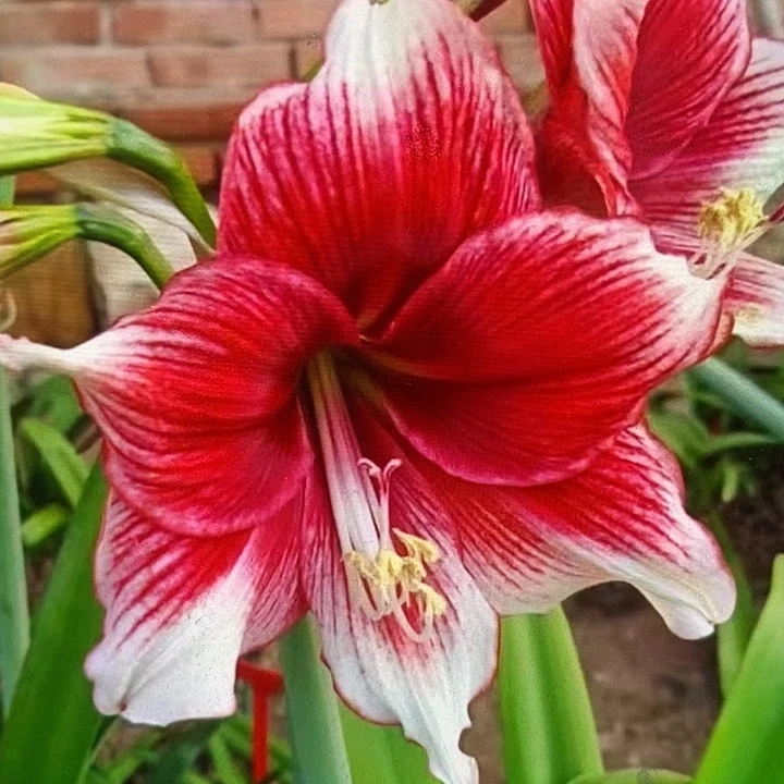 托斯卡4厘米朱顶红