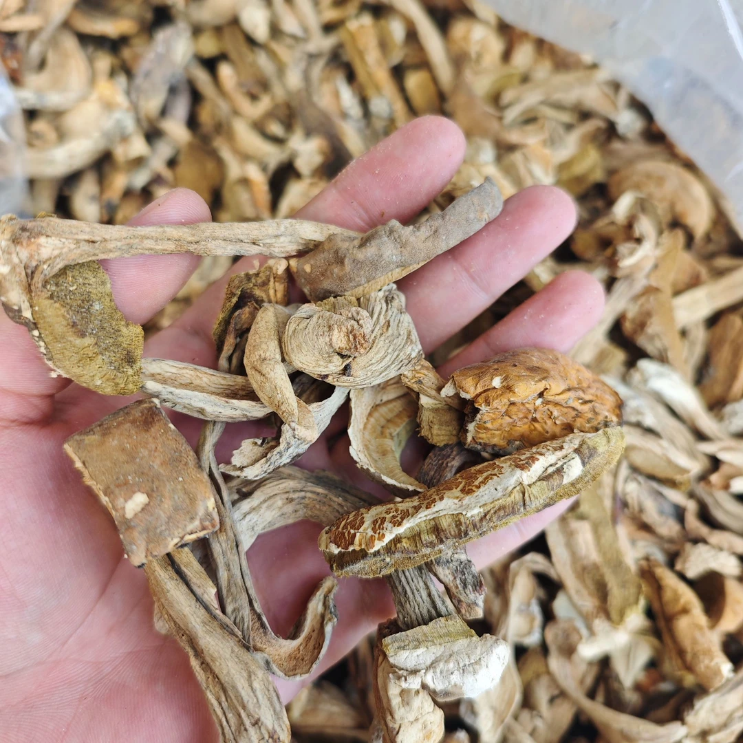 《神农食》白牛肝菌自然晒干 美味白牛肝菌  （焯水30分钟后爆炒）