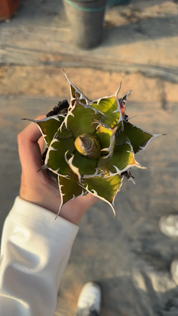 强曲霍利达多肉植物