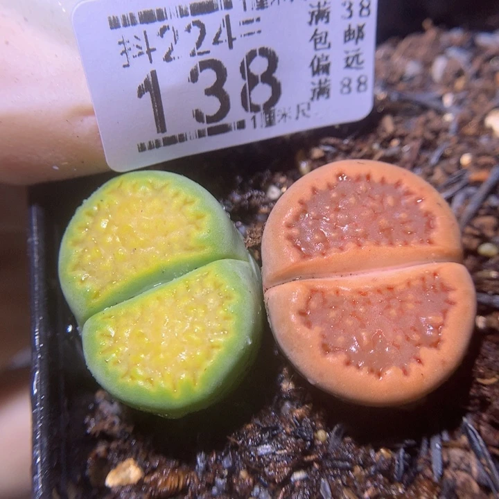 精品生石花224.138