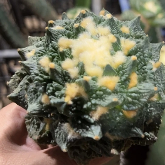 无花朵金毛螺旋大尤勾尤龟怒牡丹657
