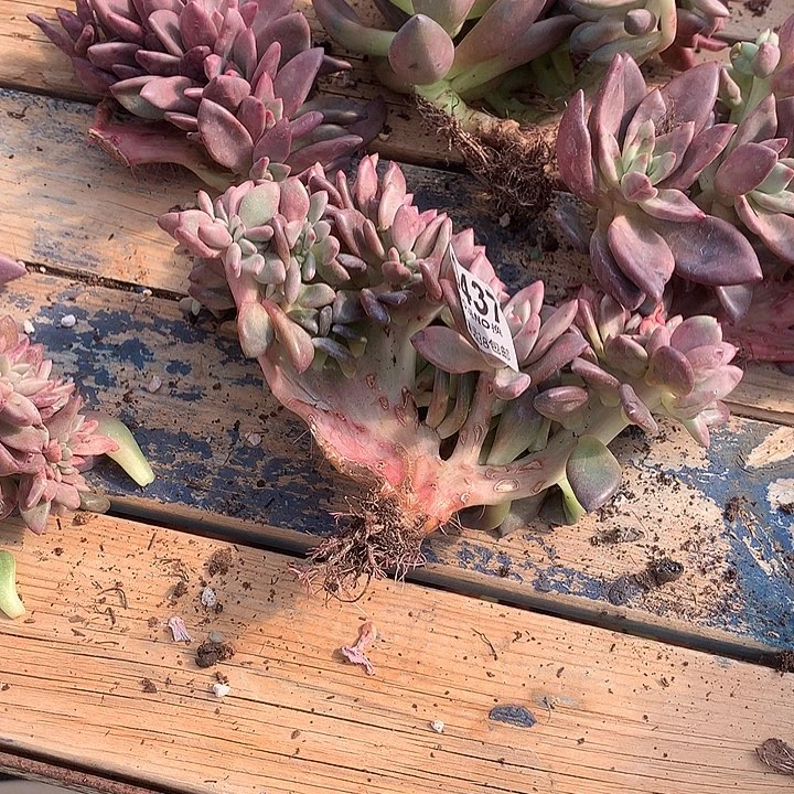 炕***院桃花源缀化 437 基地已转清货处理 玻璃心勿扰