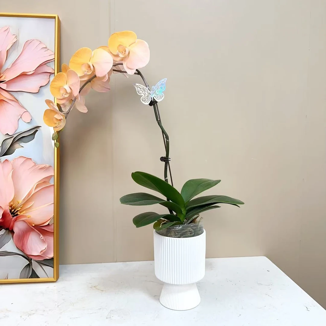 A级【马卡龙】高端上色工艺=精品蝴蝶兰鲜花