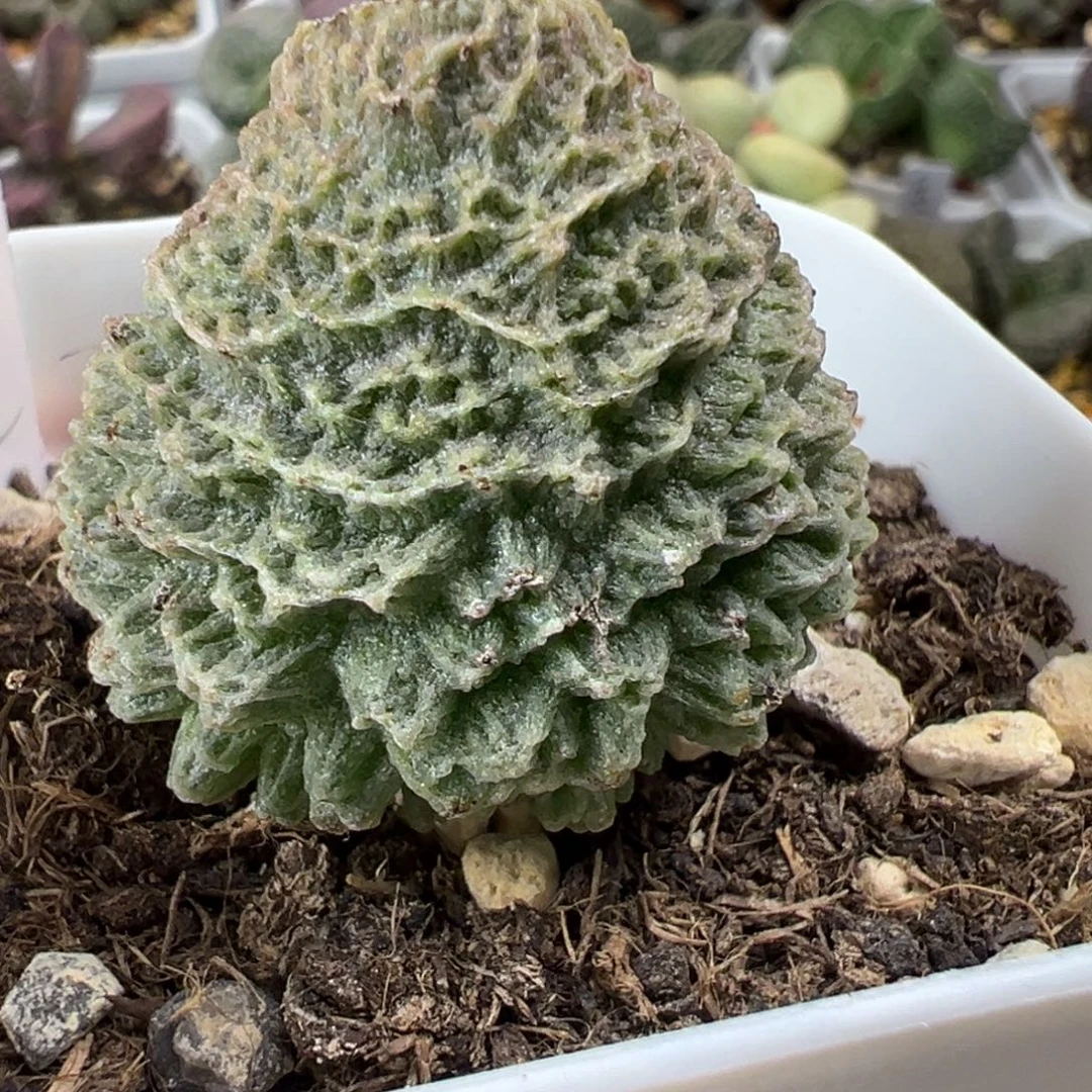 艾米丽大苗多肉植物