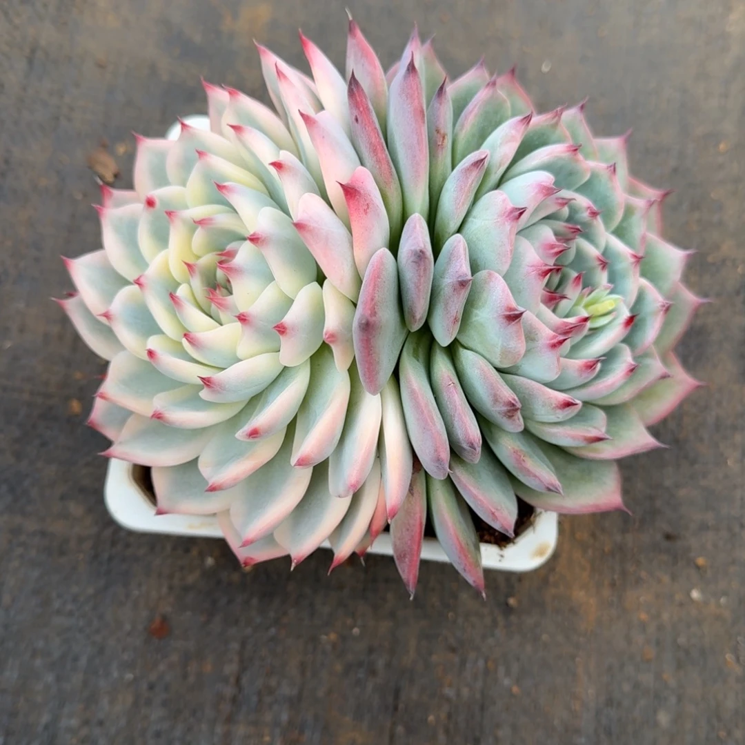 吉娃娃锦锦上园艺一物一拍