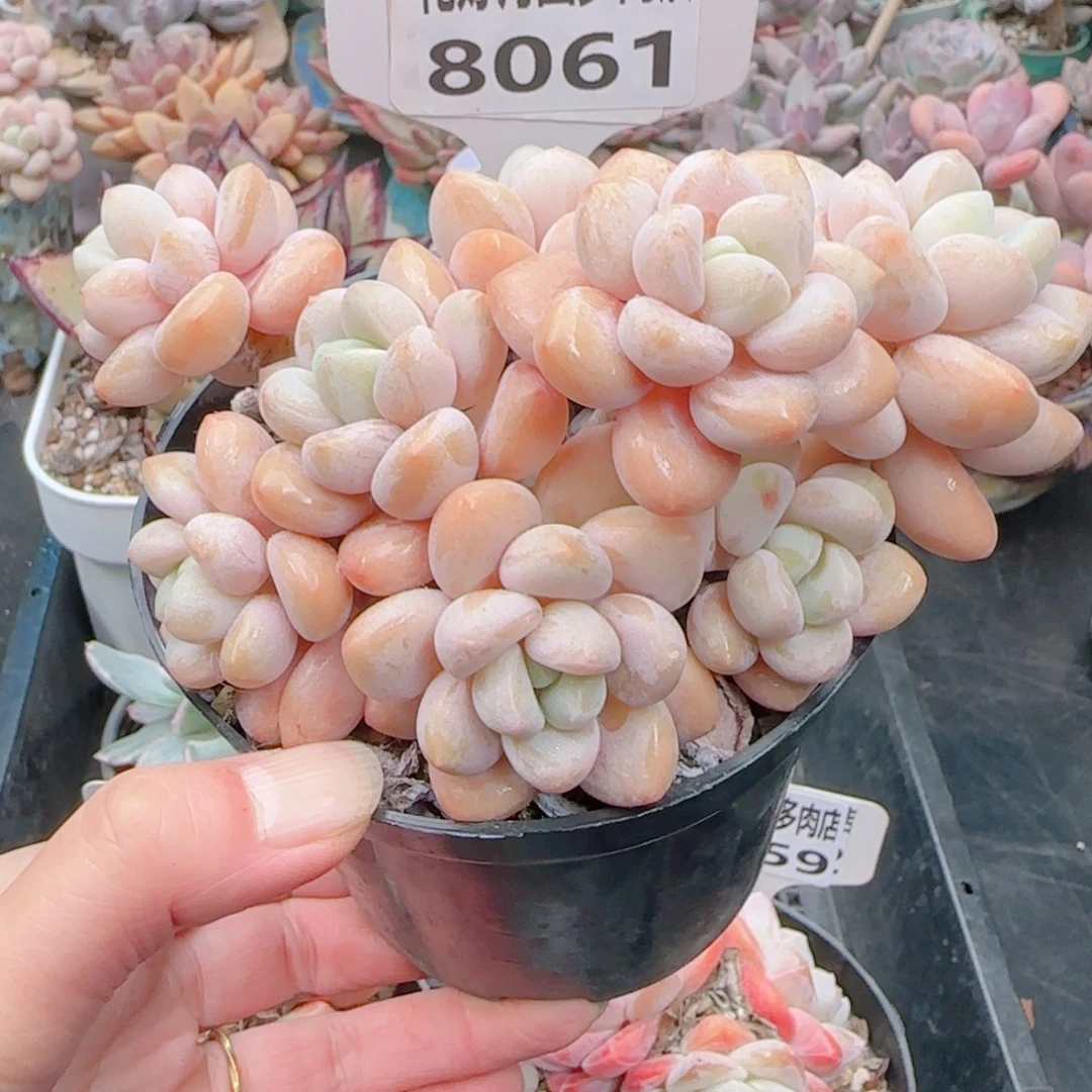 多肉植物8061………………