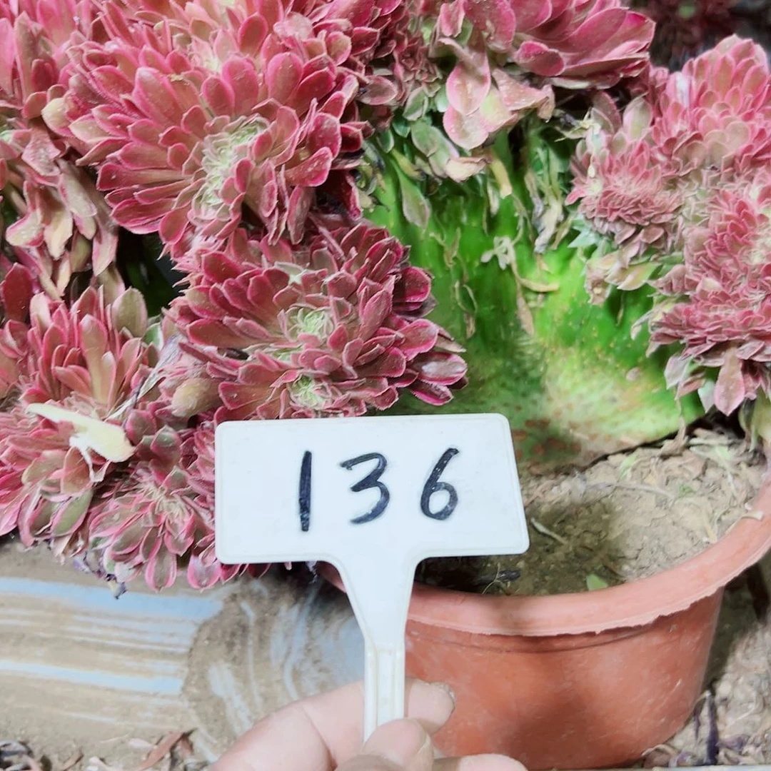 小*多肉植物女神缀花