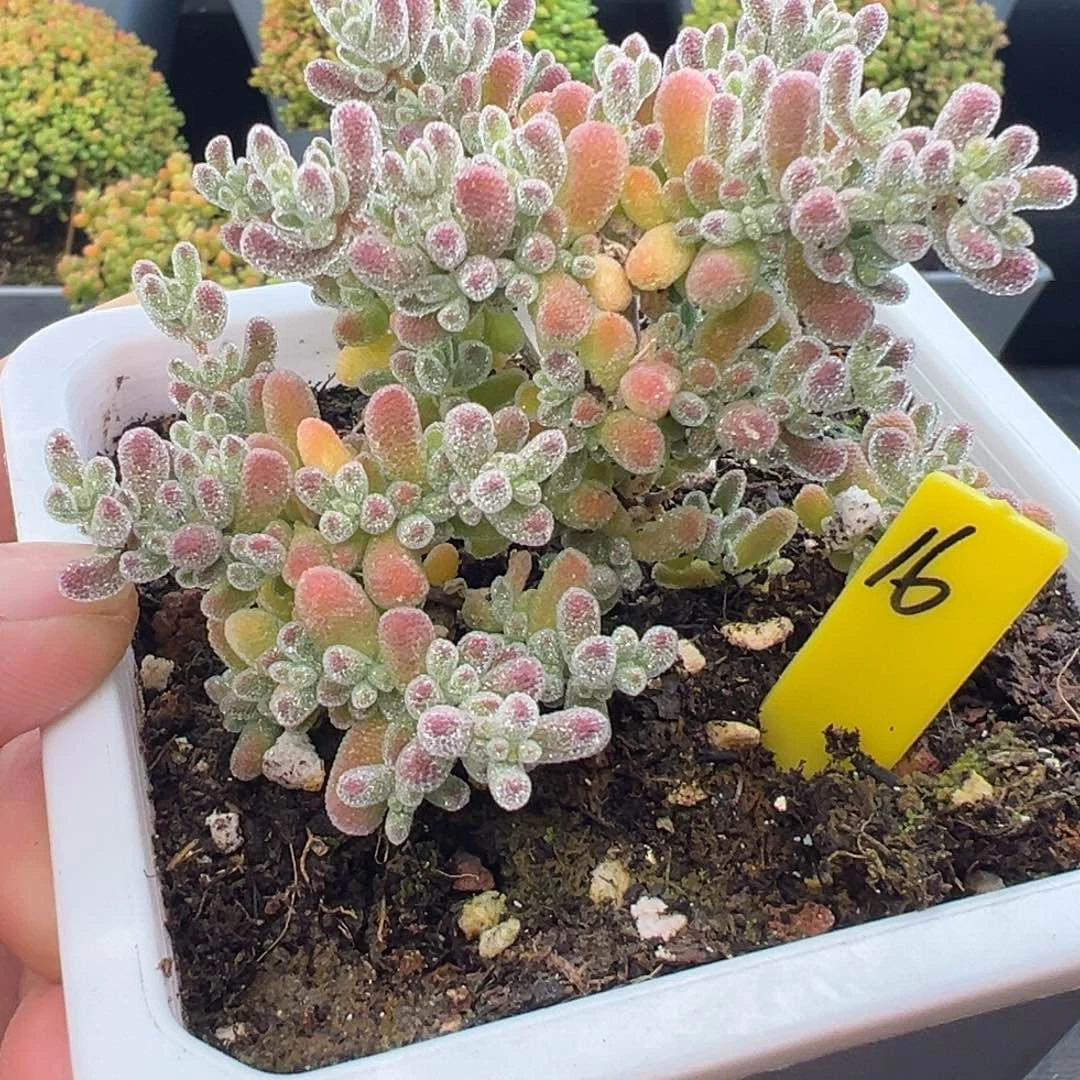 冰晶枝干16号10cm盆