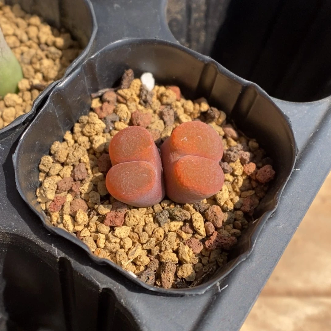 多肉植物肉锥杂交K-135 勋章杂风铃