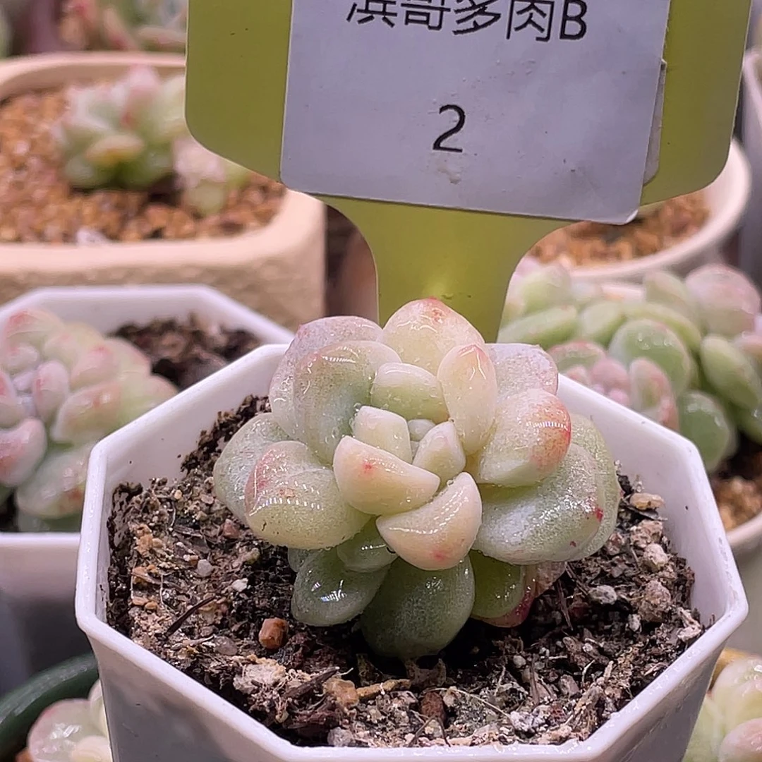 滨哥多肉B2冰玉石化锦带锦开播福利