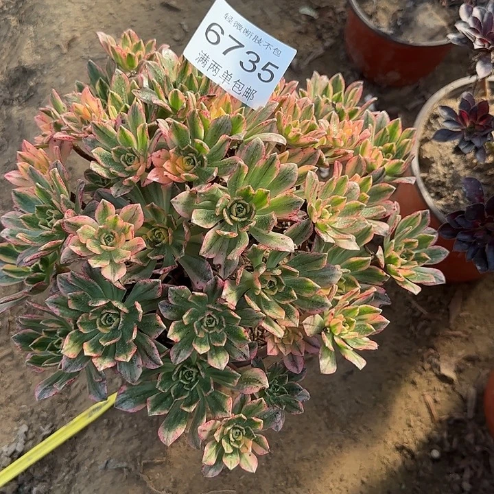 6735甜茶多肉植物