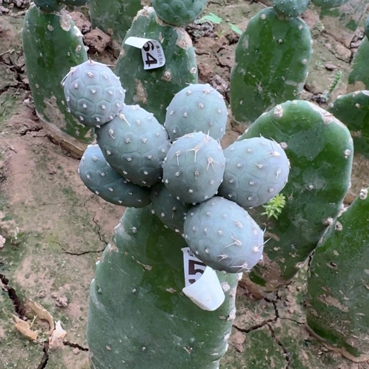 无花朵520群头紫皮习白桶