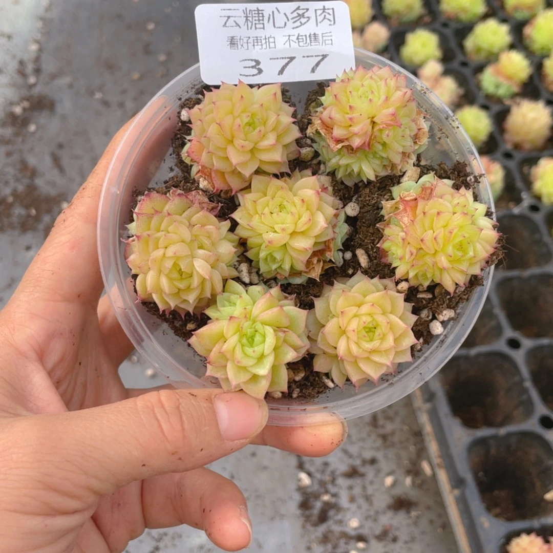 云糖心多肉植物377