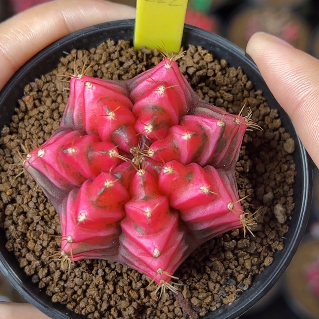 泰系实生米哈锦222