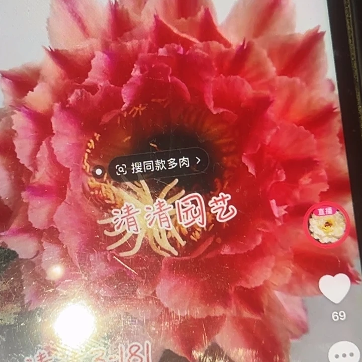 清清3-181根瑕疵有黑点