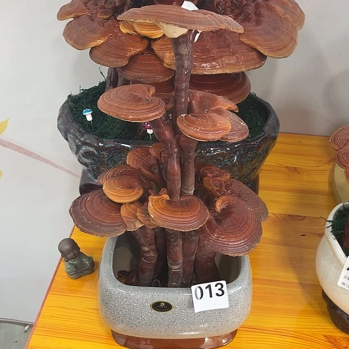 鲲***鹏无花朵88888888888888