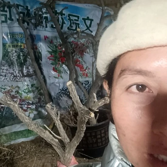 蓝***间完全开放枸杞树一颗