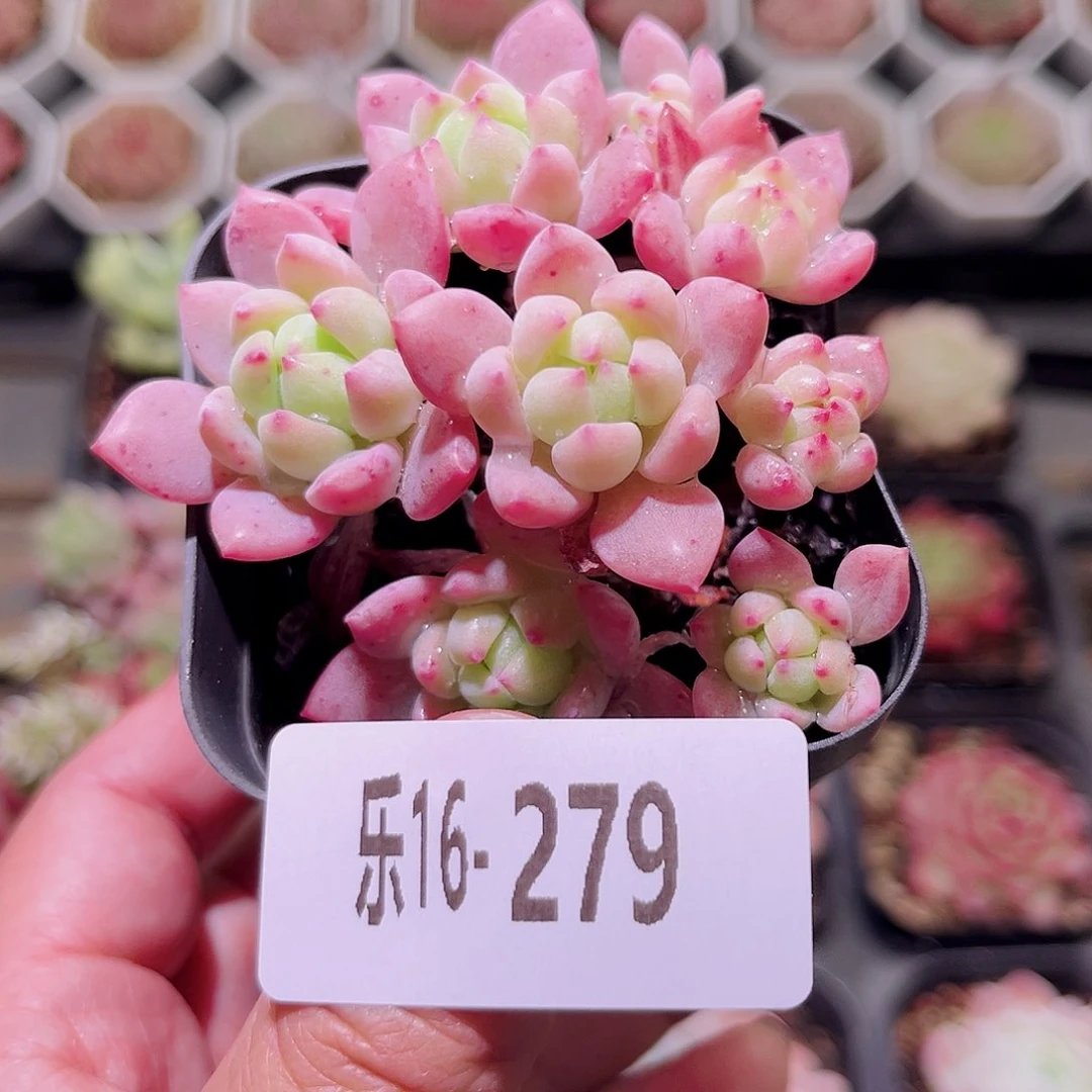 乐然16-279 洛丽塔