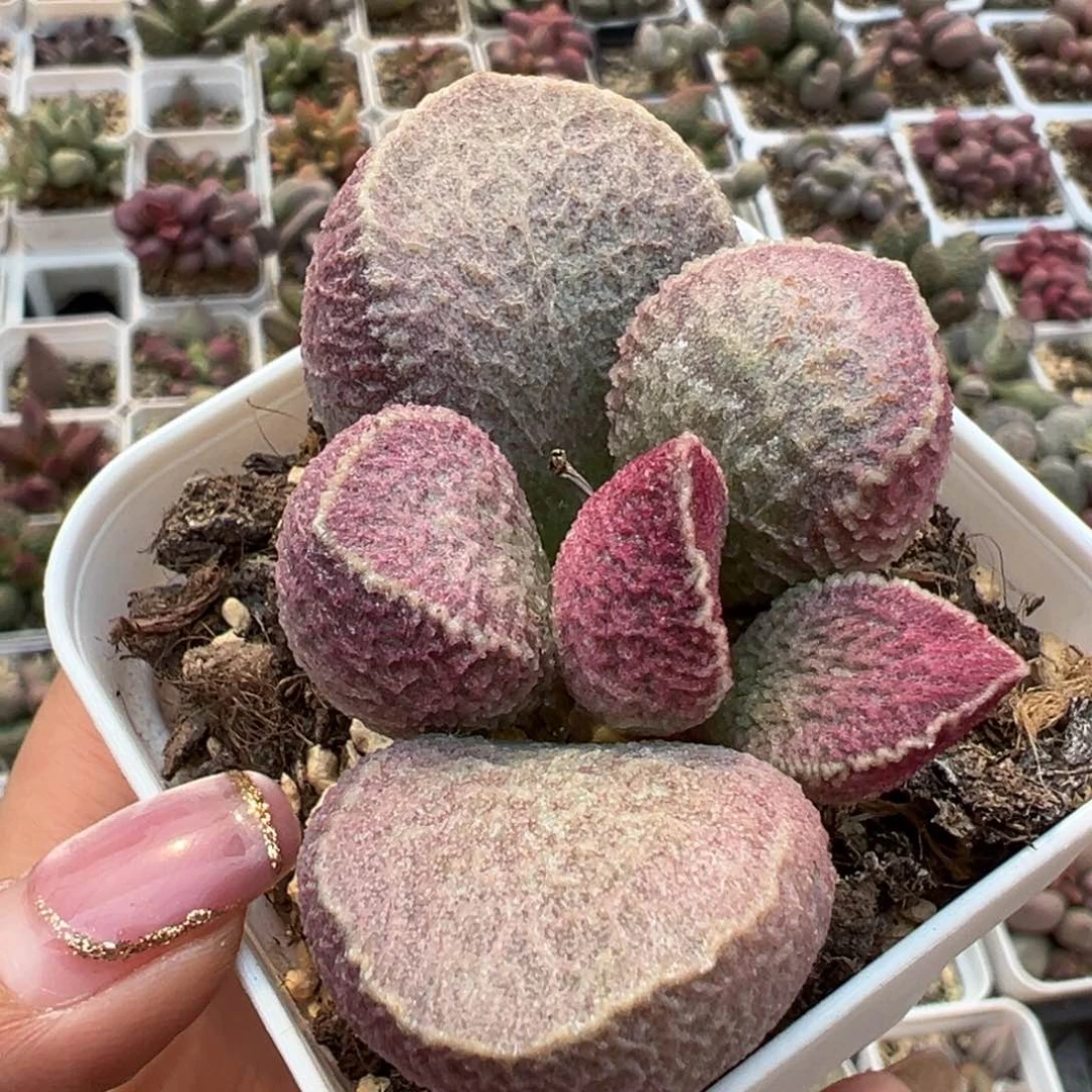孔*猪肝多肉植物水泡