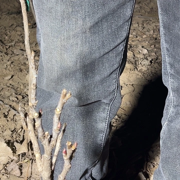 乔***建完全开放金阁大颗