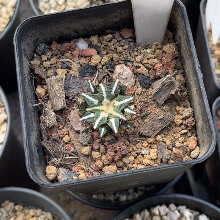 无花朵愿***え9983实生黑牡丹好养皮实