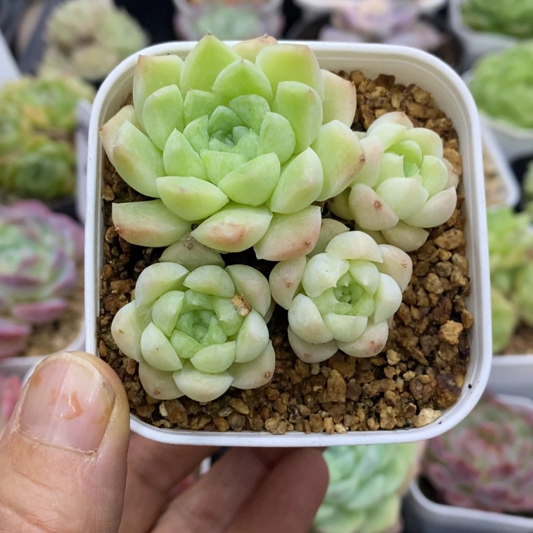 精品多肉一物一拍不包整327