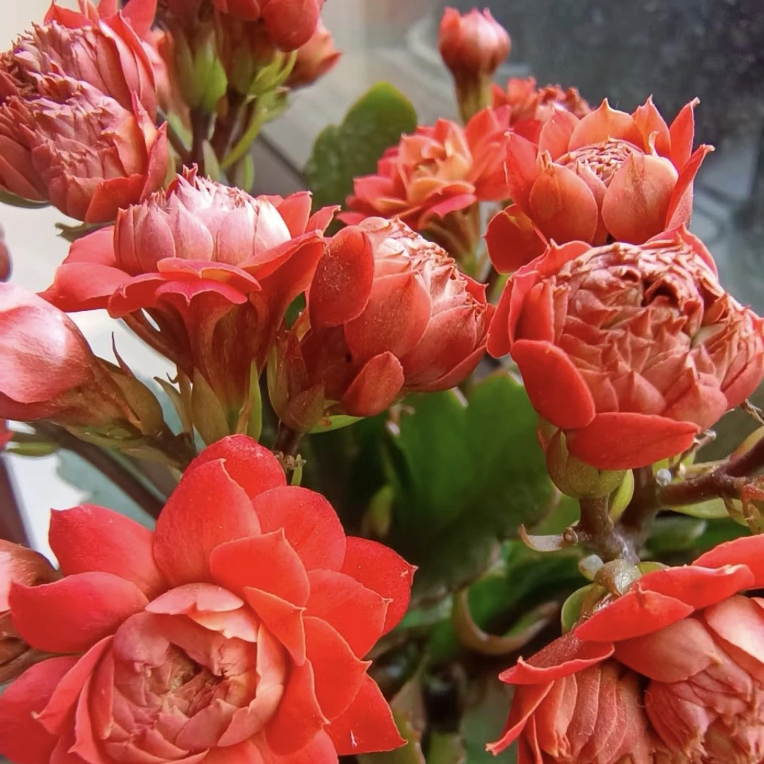 火灵珠大花重瓣花，110盆原盆原土发货