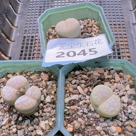 涅**生2045猪皮3盆特价带盆发货