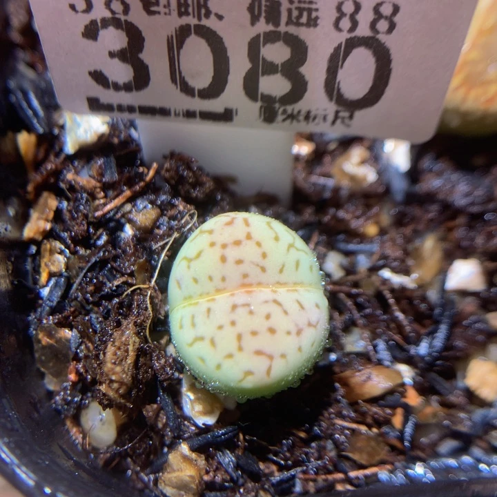 魅惑美货生石花3080