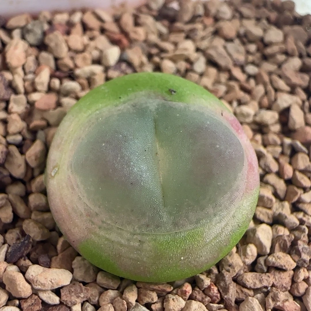 1808/尺寸1.4/紫皮拉登/