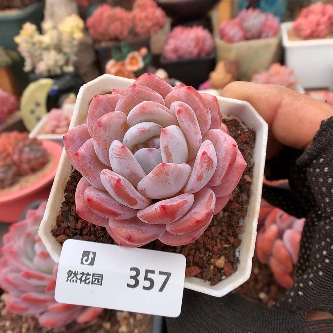 357粉星影多肉植物666