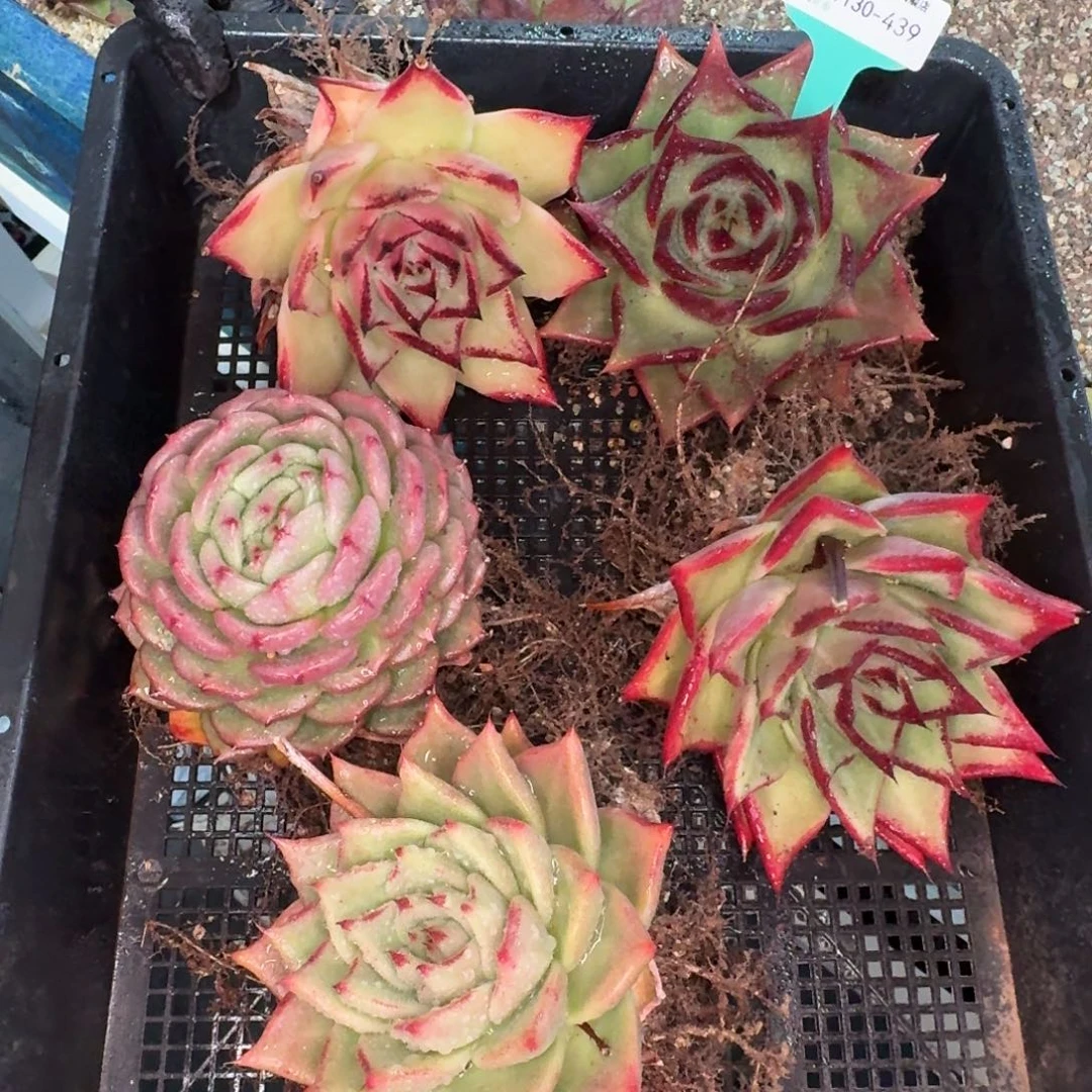 从前慢多肉精选编号1130.439