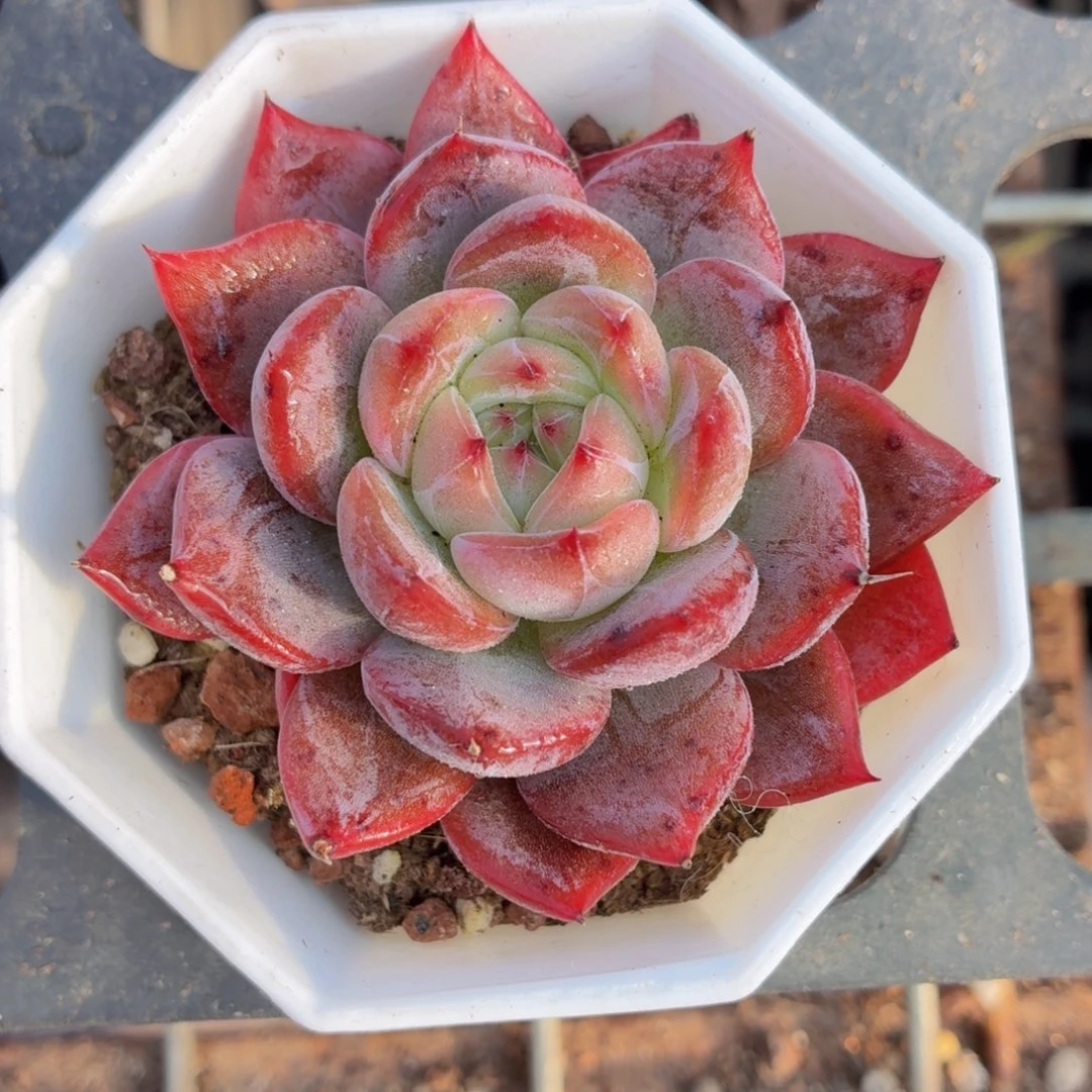 红鸾多肉9.9包邮发货