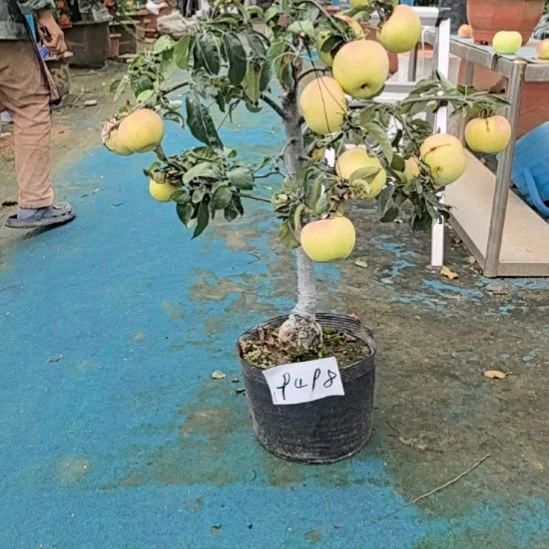 无花朵小高杆苹果盆