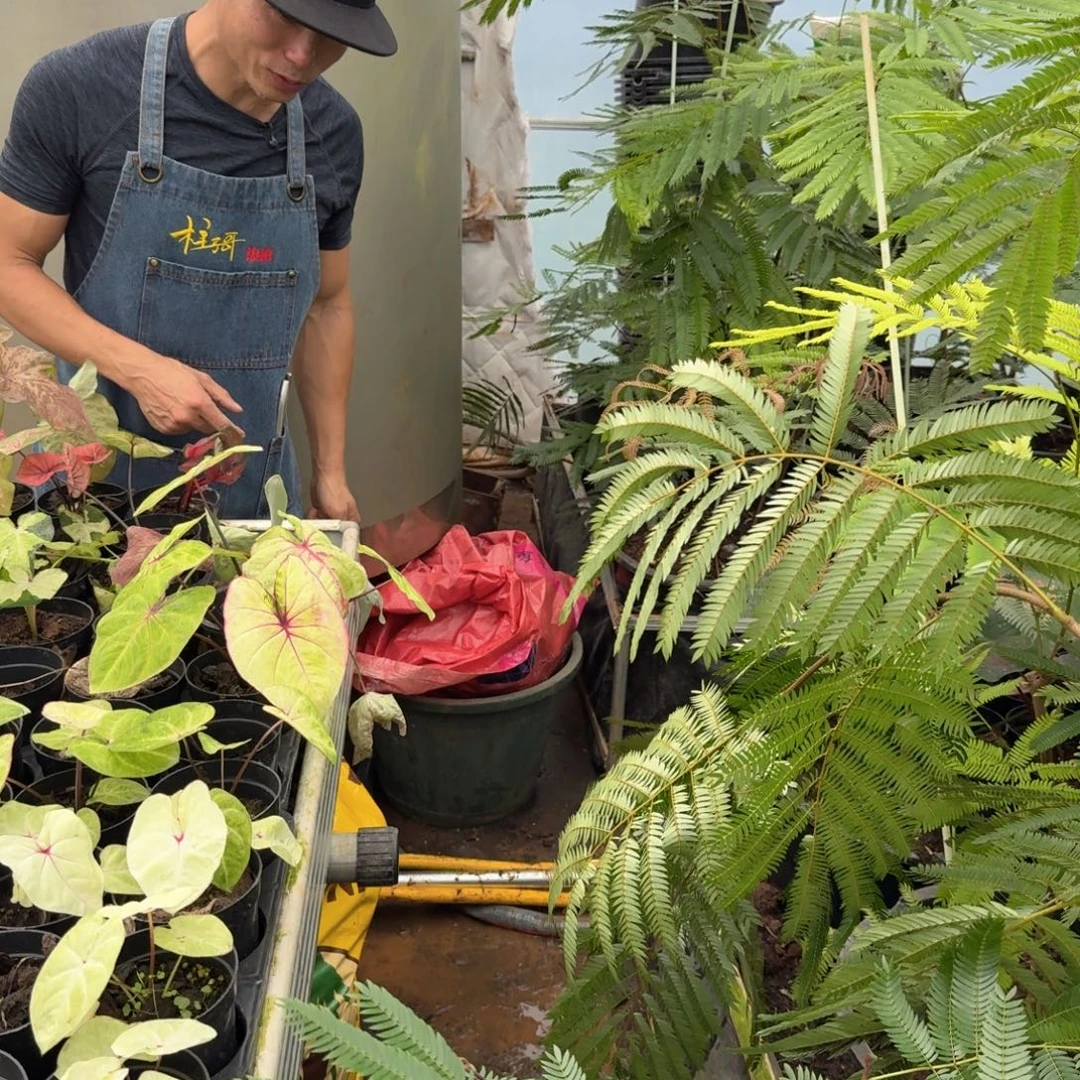 A***q无花朵柱子哥泰国热值猴子258