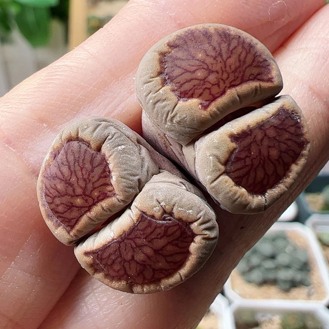 红窗菊一颗…………………………