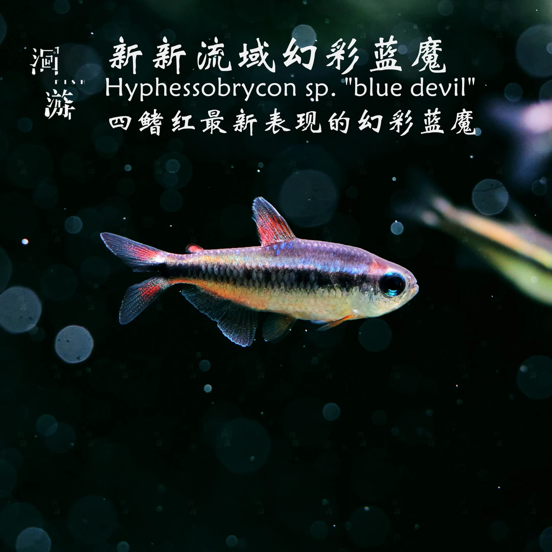 【洄游】幻彩蓝魔Hyphessobryconsp. Blue Devil 观赏鱼秒杀活动