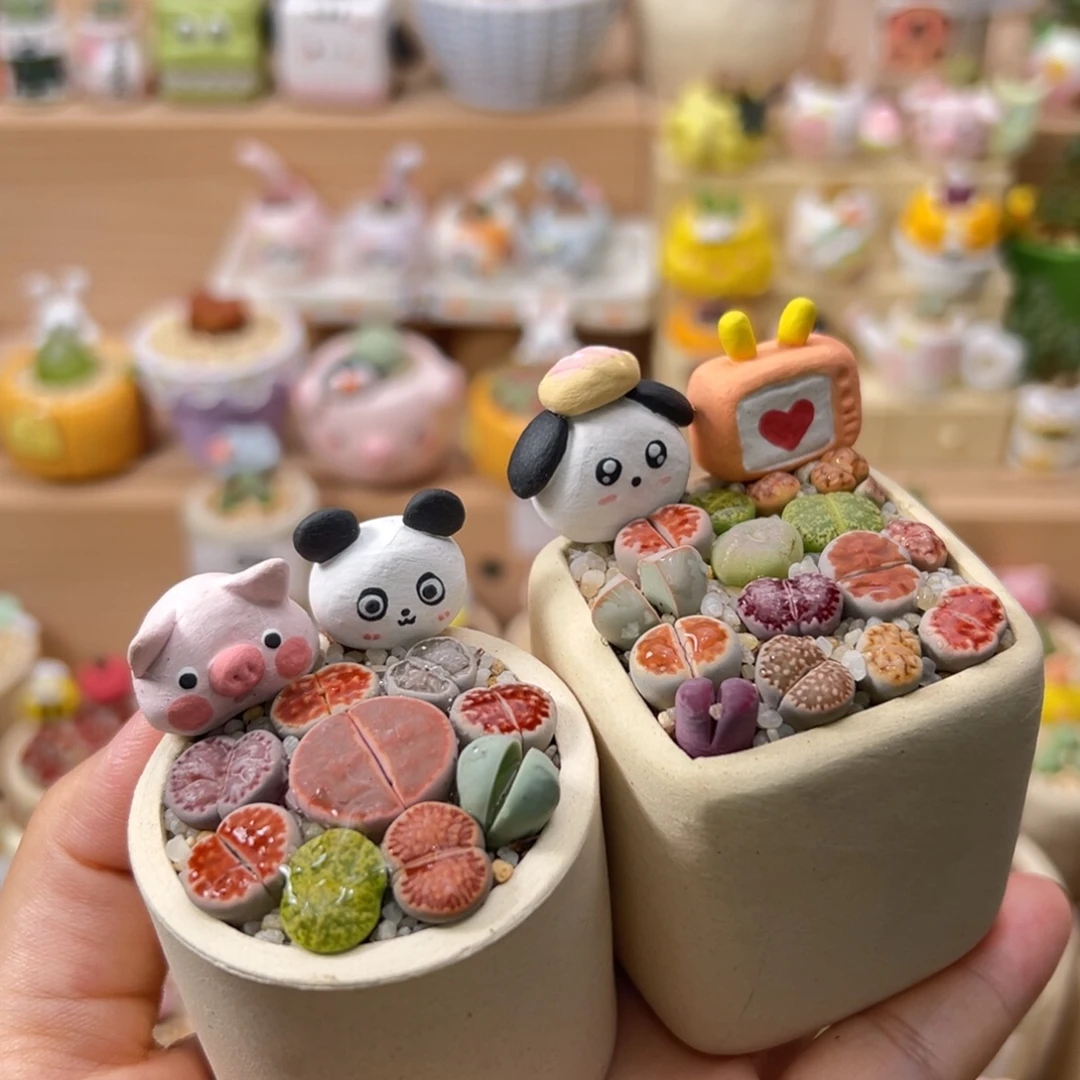 多肉植物97号两盆