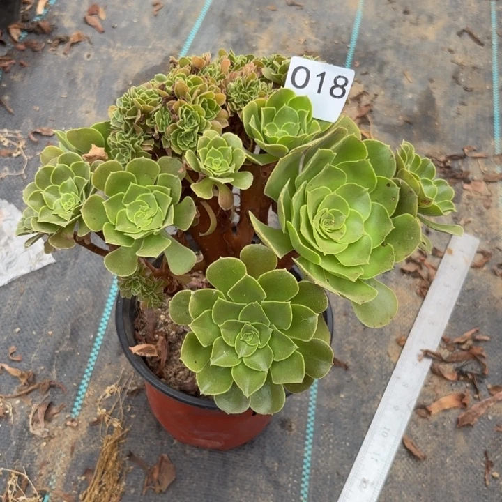 玫瑰缀多肉植物不包损018