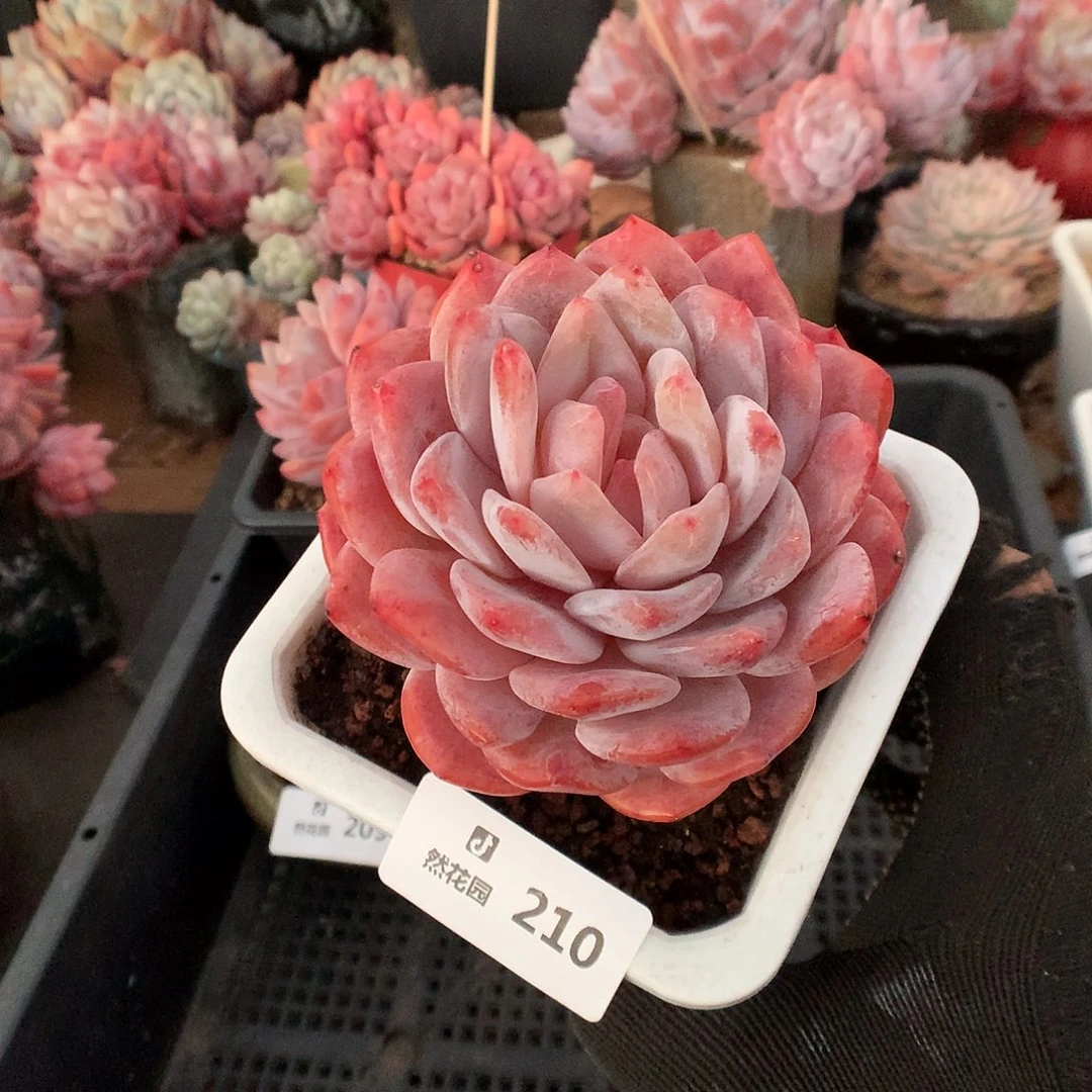 210韩橙多肉植物6666