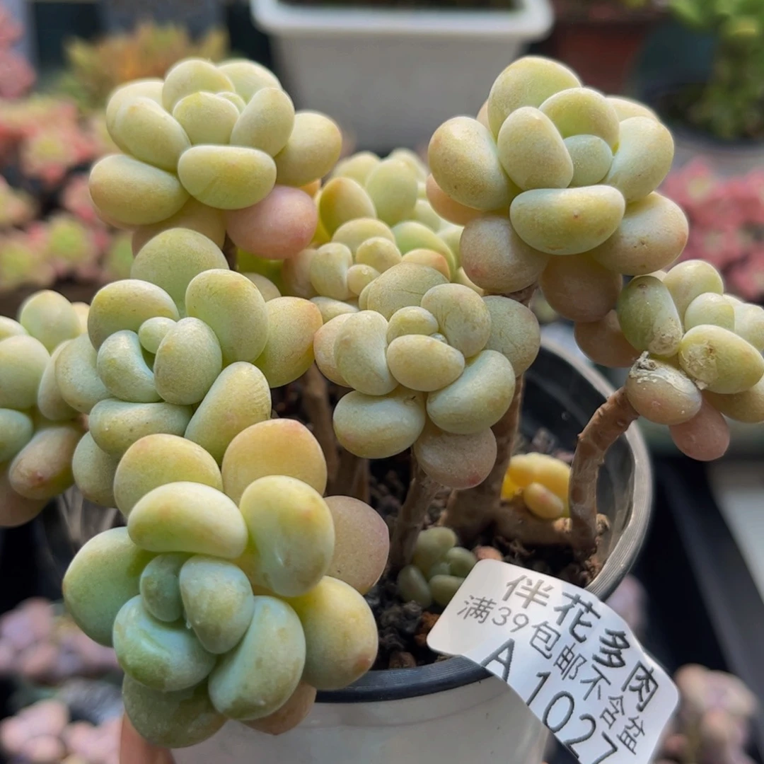 1027白奶糖9cm多肉