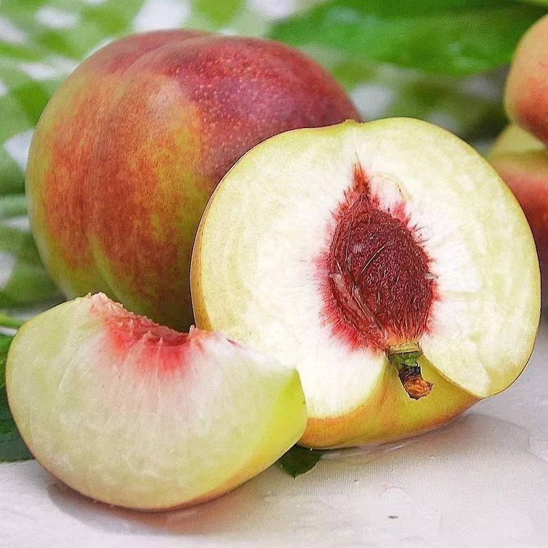 小耘乡正宗青州蜜桃脆甜新鲜现摘应季水果爽口多汁